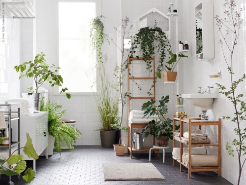 let your plants run wild to integrate nature into your home