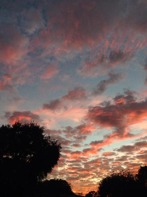 Tonight’s sunset in Tampa Florida. Photo by N. Renée Holden.