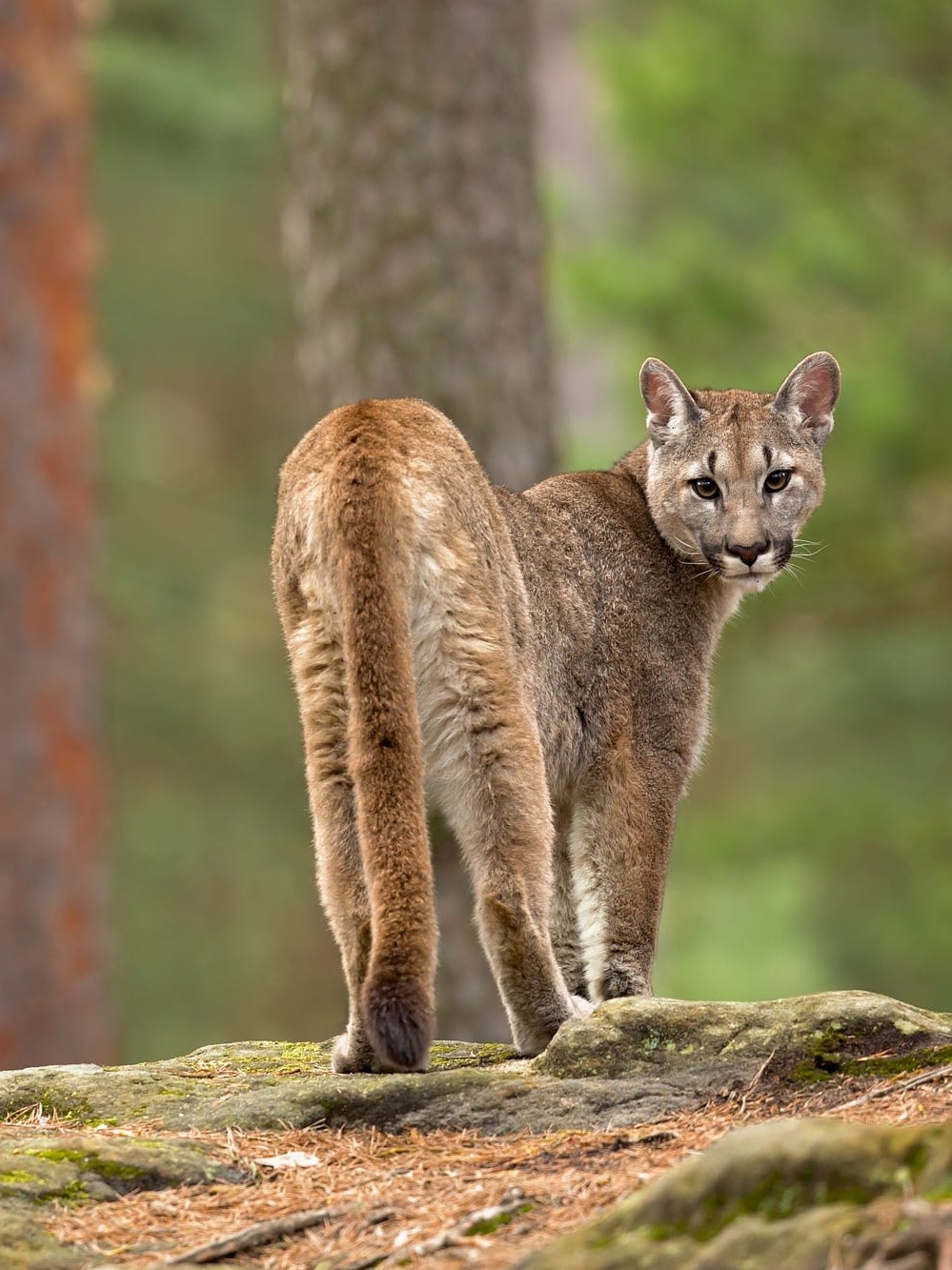 beautiful-wildlife:Cougar by © Milan Zygmunt  Scary to be followed by but beautiful