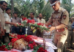 mangomamita:  Zanjeer was a Labrador Retriever who served as a detection dog with the Mumbai Police. Due to his impeccable service detecting many explosives and other weapons—in particular during the 1993 Mumbai bombings where he saved thousands of