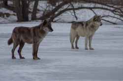 wolveswolves:  Wolf Park, Indiana by w0lfm@n