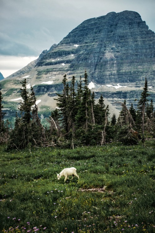 jeremylfisher:  Hidden Lake Trail, Glacier National Park