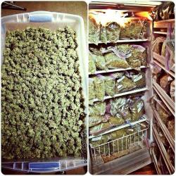 letsripthat:  harvest