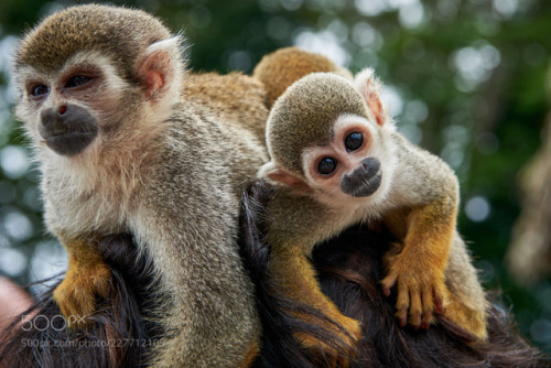 kohalmitamas:Ecuadorian Squirrel Monkey by rolandkunz