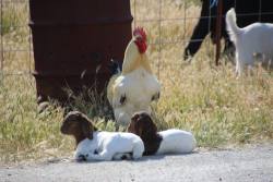 babygoatsandfriends:  ladyevernite:  So my family’s oldest rooster, Mufasa,  has taken it upon himself to watch over the kids of our goats. If the kids are lounging and their mothers go off to graze, Mufasa will stand by them and chase after anyone