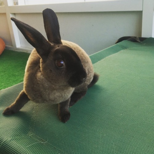 I now have a nameless Mini Rex. He is so soft I might die. Thinking of a few names! But have not set