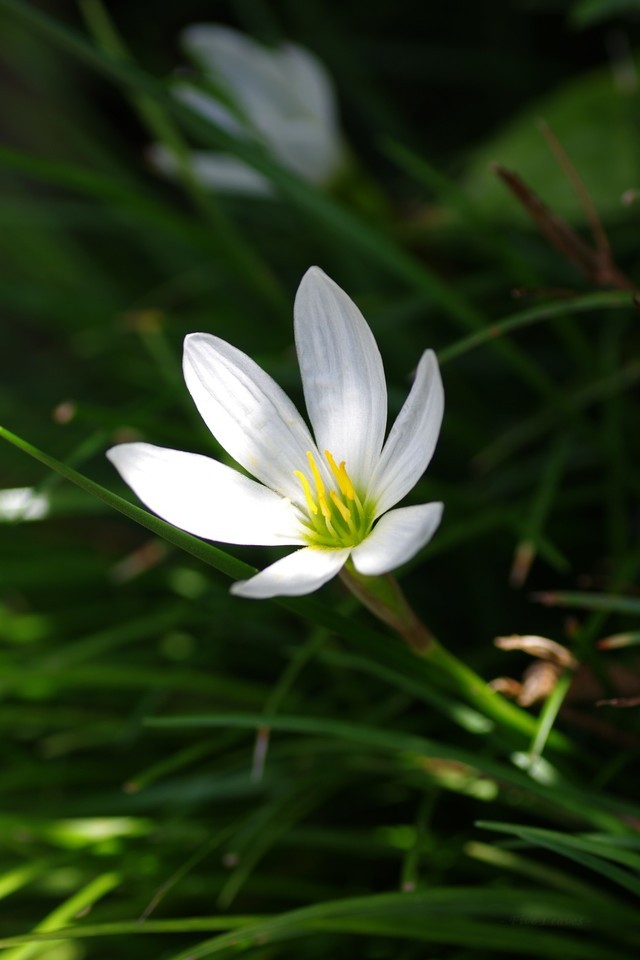 ゼフィランサス Explore Tumblr Posts And Blogs Tumgir ゼフィランサス Explore Tumblr Posts And Blogs Tumgir