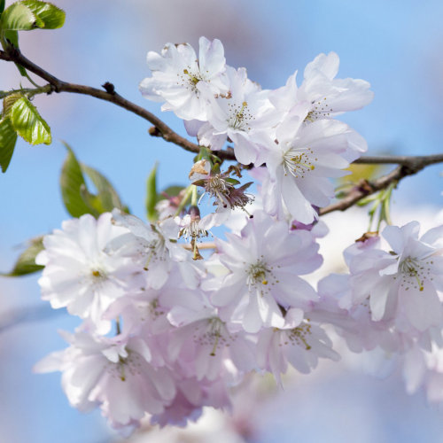 blooms-and-shrooms:Japanese Cherry by SarahharaS1
