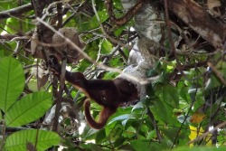 rhamphotheca:  Boa Constrictor Seen Eating