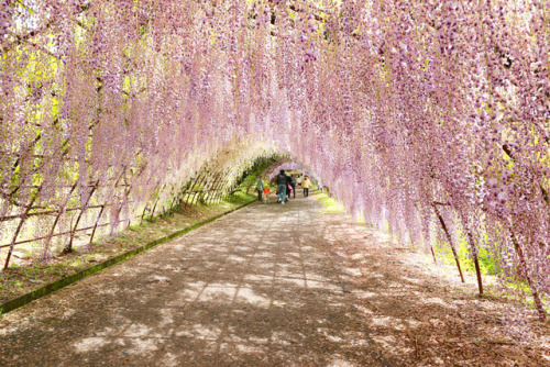 placesandpalaces:Kawachi Fuji Botanical Gardens, Japan fantasy