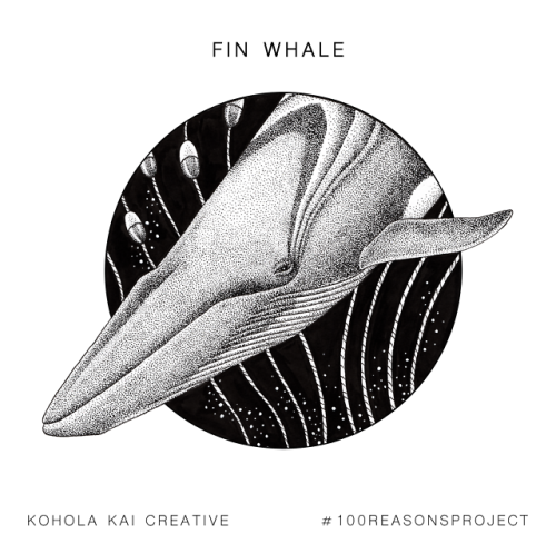 Species no. 3 of my #100reasonsproject is the one of the largest creatures in the world- the fin wha