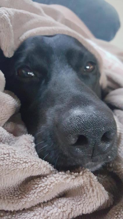 awwww-cute:He figured out how heated blankets work. The couch is getting awful crowded these days. (