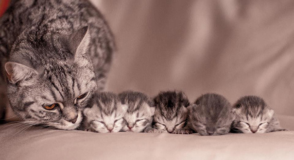 black–lamb:  thispoetspace:  boredpanda:    20  Proud Cat Mommies With Their Kittens