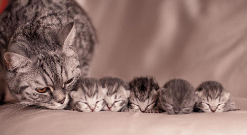 black–lamb:thispoetspace:boredpanda:20+ Proud Cat Mommies With Their Kittens@itsthelesbianaToo