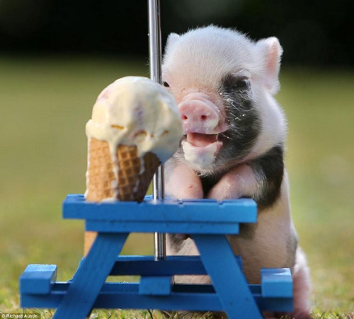 lepetitedinosaur:  beben-eleben:  True happiness exists and it is a piglet eating ice cream at a mini picnic table under a mini umbrella.   Forever reblog