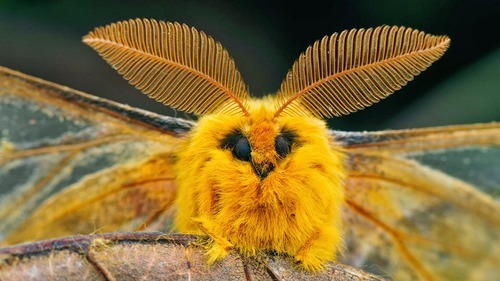 millenianthemums:  meetmeincalifornia:  masterbuildercam:  huffy-lemon:  Please be nice to moths  They spend their whole caterpillar lives thinking theyre going to be beautiful butterflies and then they turn out ugly and everyone hates them. Please be