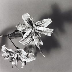 fragrantblossoms: Robert Mapplethorpe, Lily, 1979.                                  