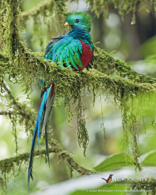 rockjumperbirdingtours - Photo of the Day – The Resplendent...