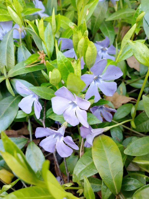  🌿 Цветы Весны🌿