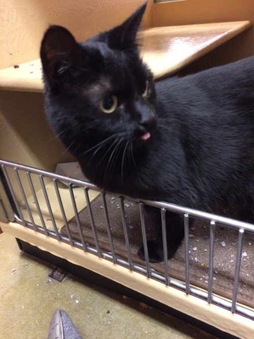 thescholarlystrumpet:I got to play with rescue kitties today and the blep was strong with this sweet