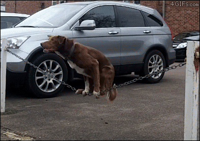 remblr:  【画像】犬のバランス感覚ｗｗｗｗｗｗｗｗｗｗｗ 