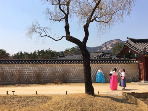 Spring colors at Gyeongbokgung Palace in the form of Cornelian cherry trees (a.k.a. sansuyu) an