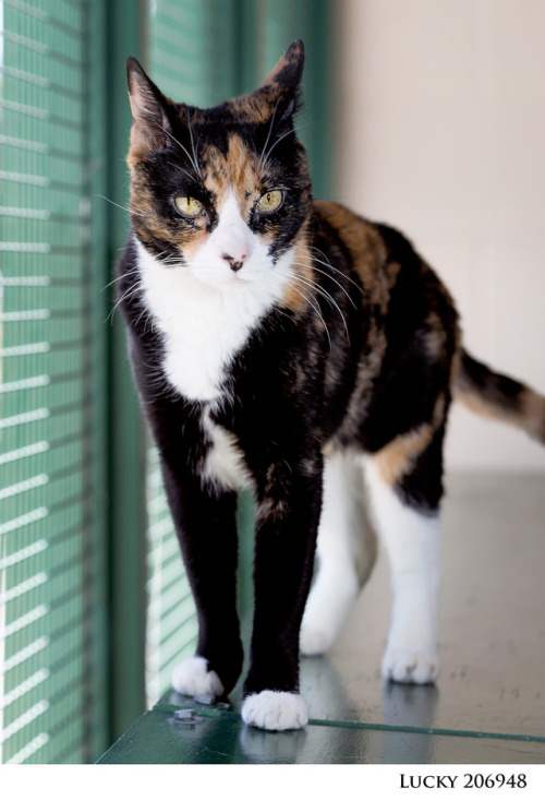 [image description: A cat with orange, black, and white markings with yellow eyes. She is standing, 