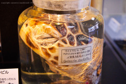 sixpenceee:  Meguro Parasitological Museum, Meguro, JapanThis museum, opened in 1953, is the only museum in the world dedicated to the nasty parasites. With over 45,000 items in its collection, it displays about 300 of them at a time. Look at glass jars