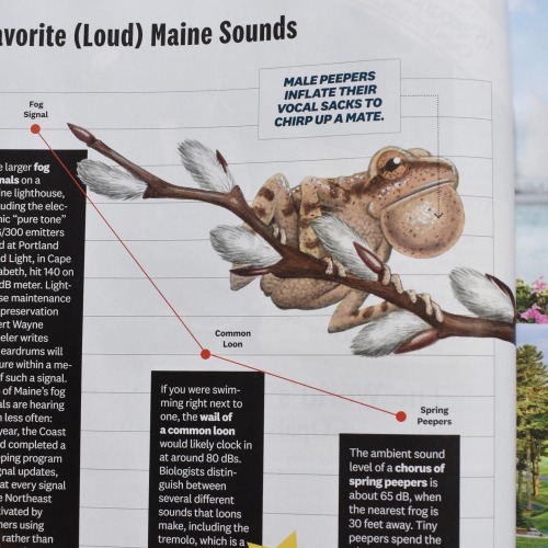 Huge thank you to Down East Magazine for the Dooryard article, and for the fun spot illustrations as