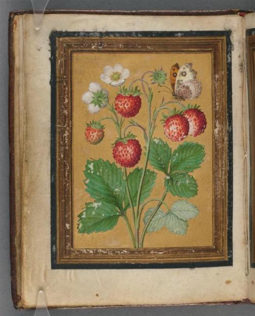 heaveninawildflower:Paintings of flowers, butterflies and insects by Jacques Le Moyne de Morgues. Be