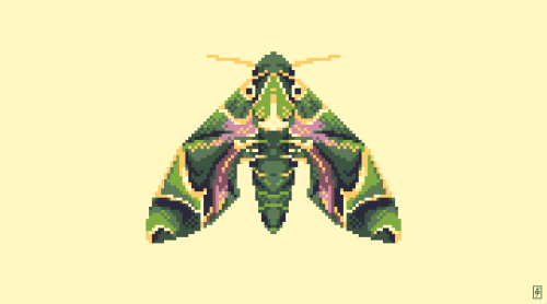 1545. Oleander Hawk-moth