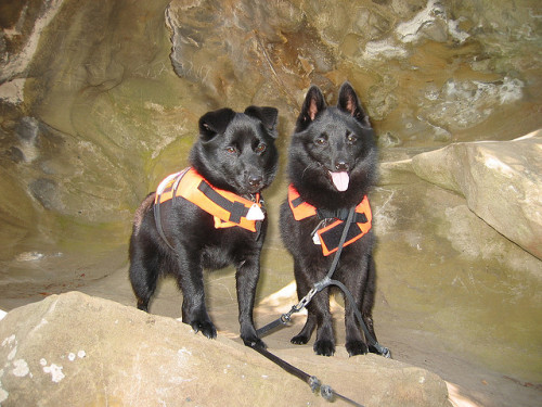 tempurafriedhappiness: Unbelievably charming pair of Schipperkes owned and photographed by Flickr us