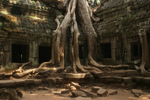 arjuna-vallabha:Roots and ruins, Ta Prohm temple at Angkor