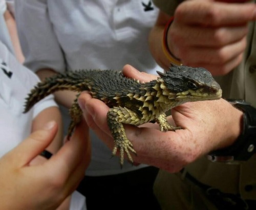 xeppeli:azzventura:Please help me identify this cool guyI THINK it’s a giant girdled lizard but i co