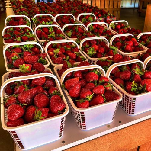 Day 119 of 365 - A Berry Berry Good Day, with a trip to @cullipherfarm market in Creeds Virginia. Ma