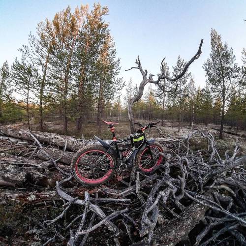 lunabike: Старый лес #велосипед #мтб #fatbike #autumn #oldforest #осень #старыйлес #фэтбайк #кросска