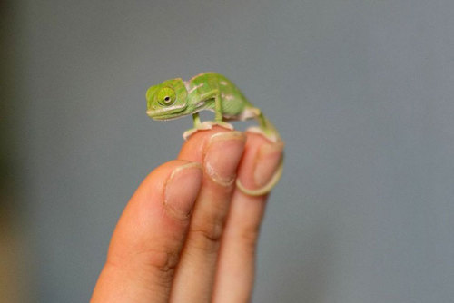 mymodernmet:Taronga Zoo’s Adorable Baby Chameleons are Small Enough to Sit on Fingertips