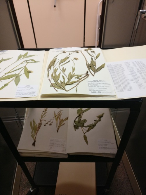 Today I went to the plant herbarium to learn how to send out loans (herbaria do exchanges with one a