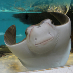 neaq:  Cownose rayRhinoptera bonasusThese rays are the stars of our shark and ray touch tank. Visitors can roll up their sleeves and gently touch the backs of these gregarious marine animals. Many visitors say they feel slimy and that’s because these