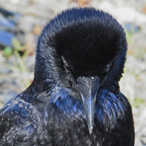 kinkurohajiro:  27 nov. 2014(木) Carrion Crow family at Go-jo @ Kamogawa Go-jo, Kyoto.  1&2; kid,  3; mum and dad(left) getting mad at some crows flying around over their territory,  4&5; angry mum (with cute puff head XD),  6; kid trying to