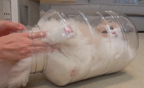 coolcatgroup:Preserve the whole marshmallow