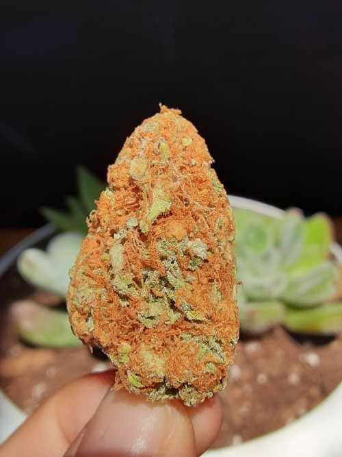 nataweedlelee:I got new succulents🥰 also here’s a nug of some gorilla cake😋I hope yall are staying safe and staying high💚