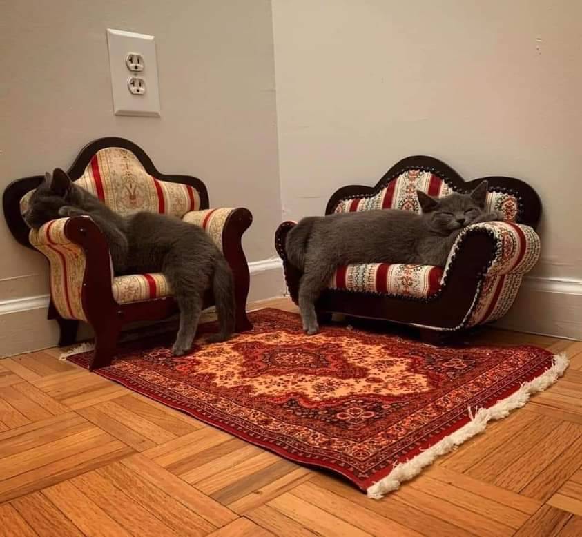 molly-mcgifsten:
“The chairs and rug to scale are perfect. Cozy cat corner.
”
This is actually just me-sized