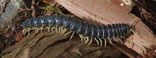 Parafontaria tonomineai - ミドリババヤスデ - a rather splendid blue millipede from Japan <3