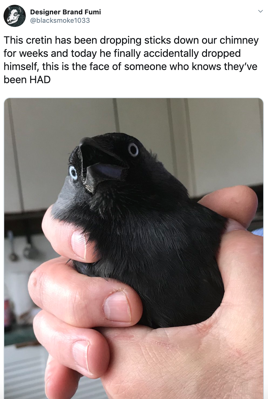 animefacialrecognitionsoftware: teasugarsalt:  The blue eyes mark this crow as young,