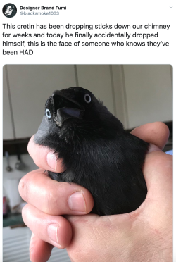 animefacialrecognitionsoftware:  teasugarsalt:  The blue eyes mark this crow as young, not a full adult. You’ve been pranked by a teen hooligan.    You’ve been pranked by,  You’ve been sticked by, A teen hooligan  