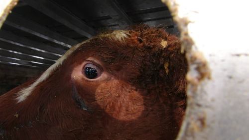 torontocowsave: TCS Vigil December 17th They feel fear. They suffer. They fight to live. Vegan Start
