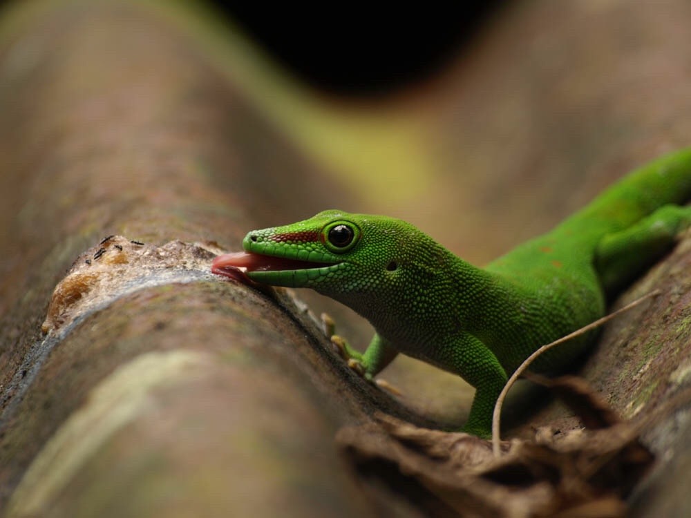 corn-snakes:
“Madagascar day gecko.
Phelsuma madagascariensis madagascariensis.
”
this is actually Phelsuma grandis. In P. madagascariensis the red stripe continues behind the eye.