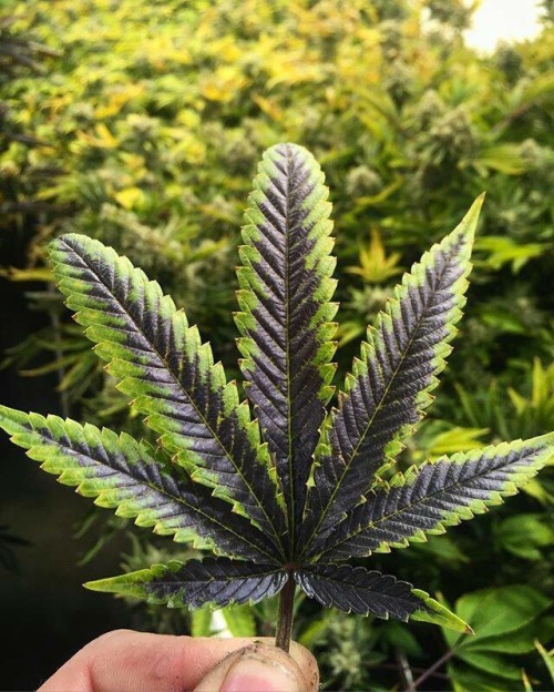 need-some-weed:  420 already tomorrow!
