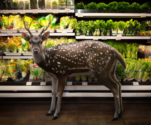  Garden Fresh by Agan Harahap The photo series exhibits a diverse set of animals casually walking through various sections of a supermarket, as though they themselves are shopping for ingredients for their next dinner party. 